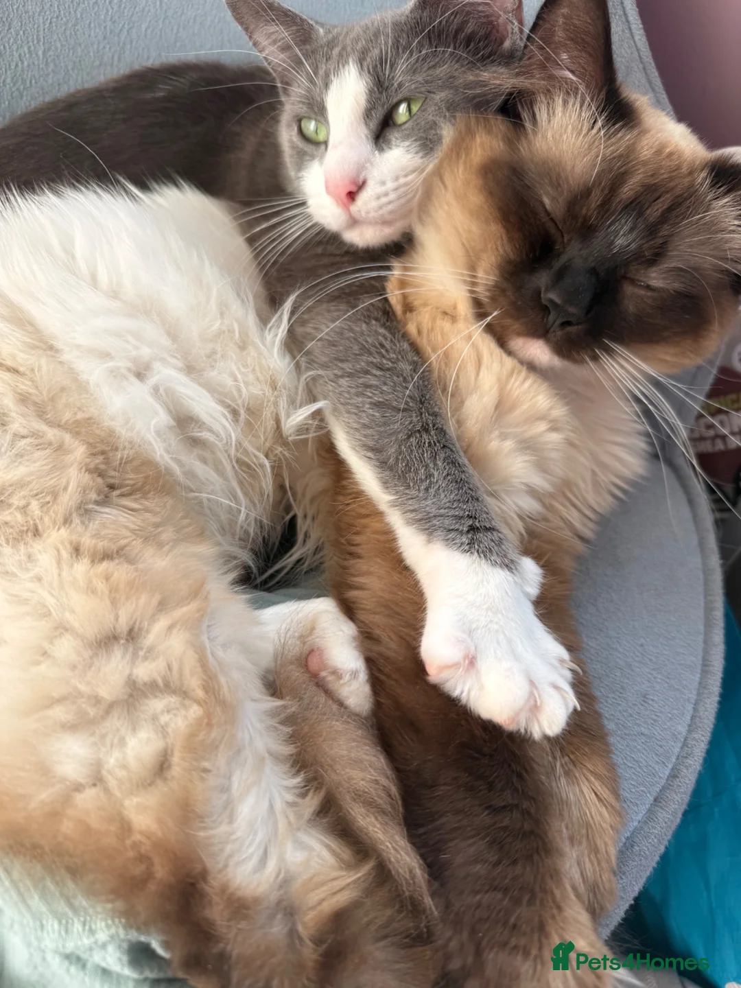 Ragdoll cats for sale: Beautiful Ragdoll Kittens in Faversham - Advert 11