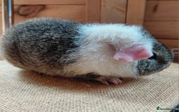Guinea Pig rodents for sale: Rex male  - Image 5