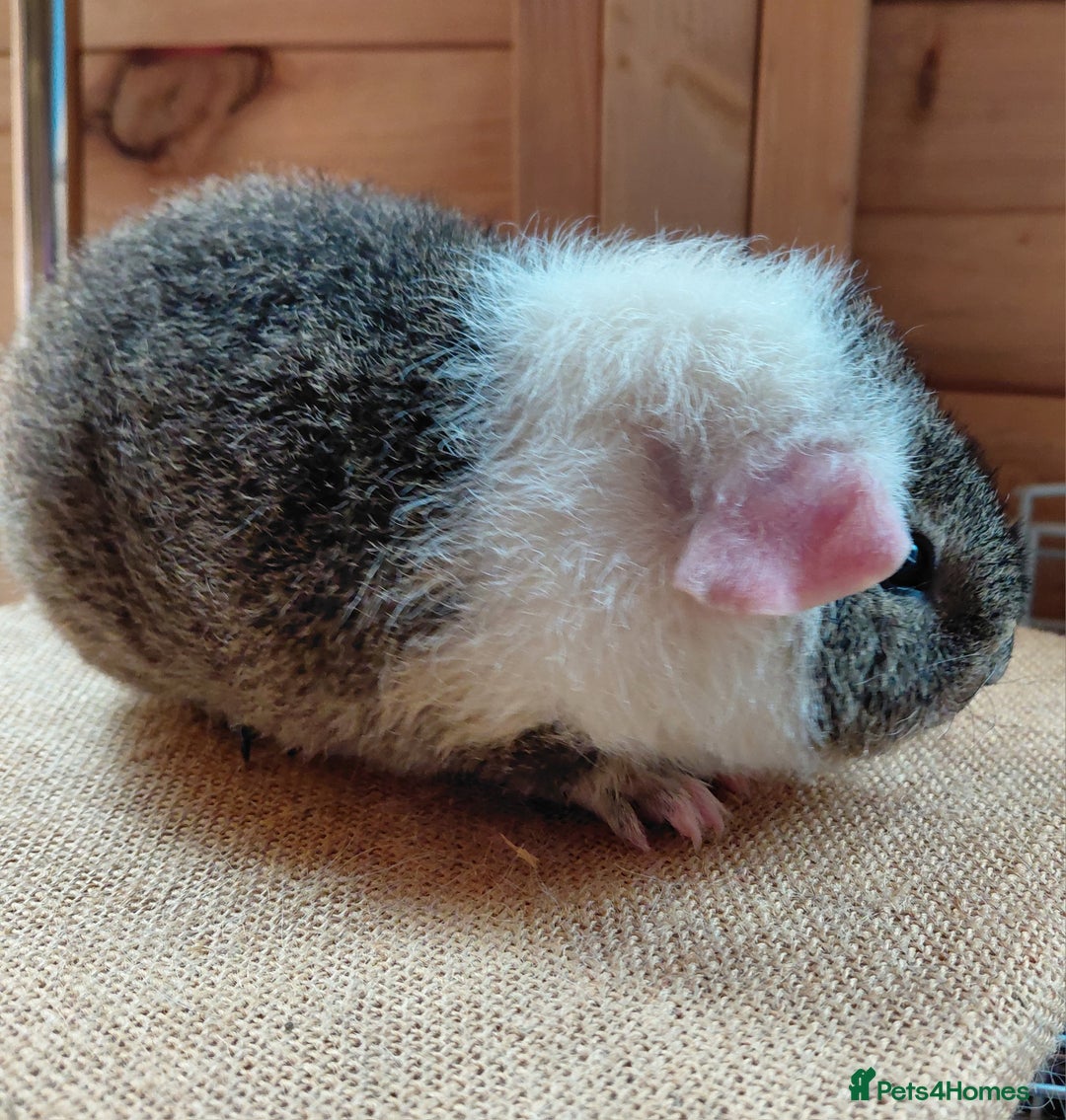 Guinea Pig rodents for sale: Rex male  - Image 5