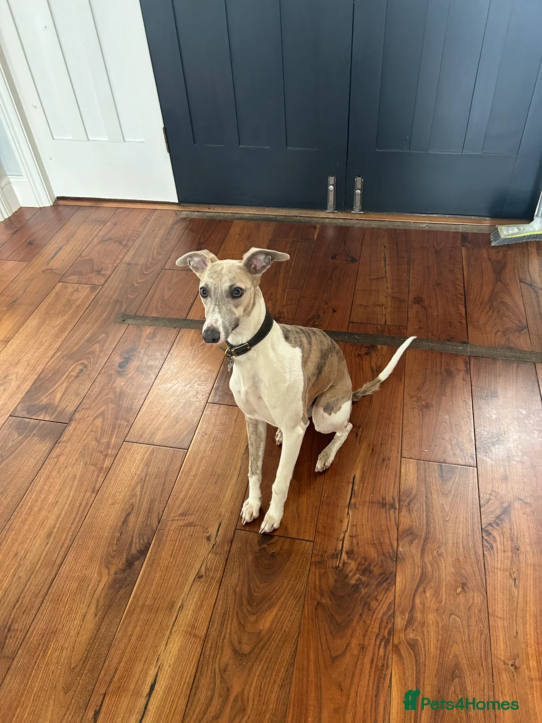 Whippet dogs for sale: Bertie; Gorgeous blue brindle whippet boy - Advert 5