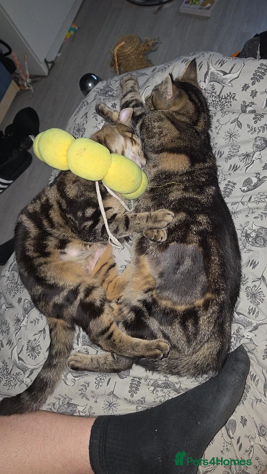 Mixed Breed cats for sale: Mother and son tabby - Advert 1