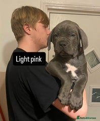 Cane Corso Puppy 1 light pink