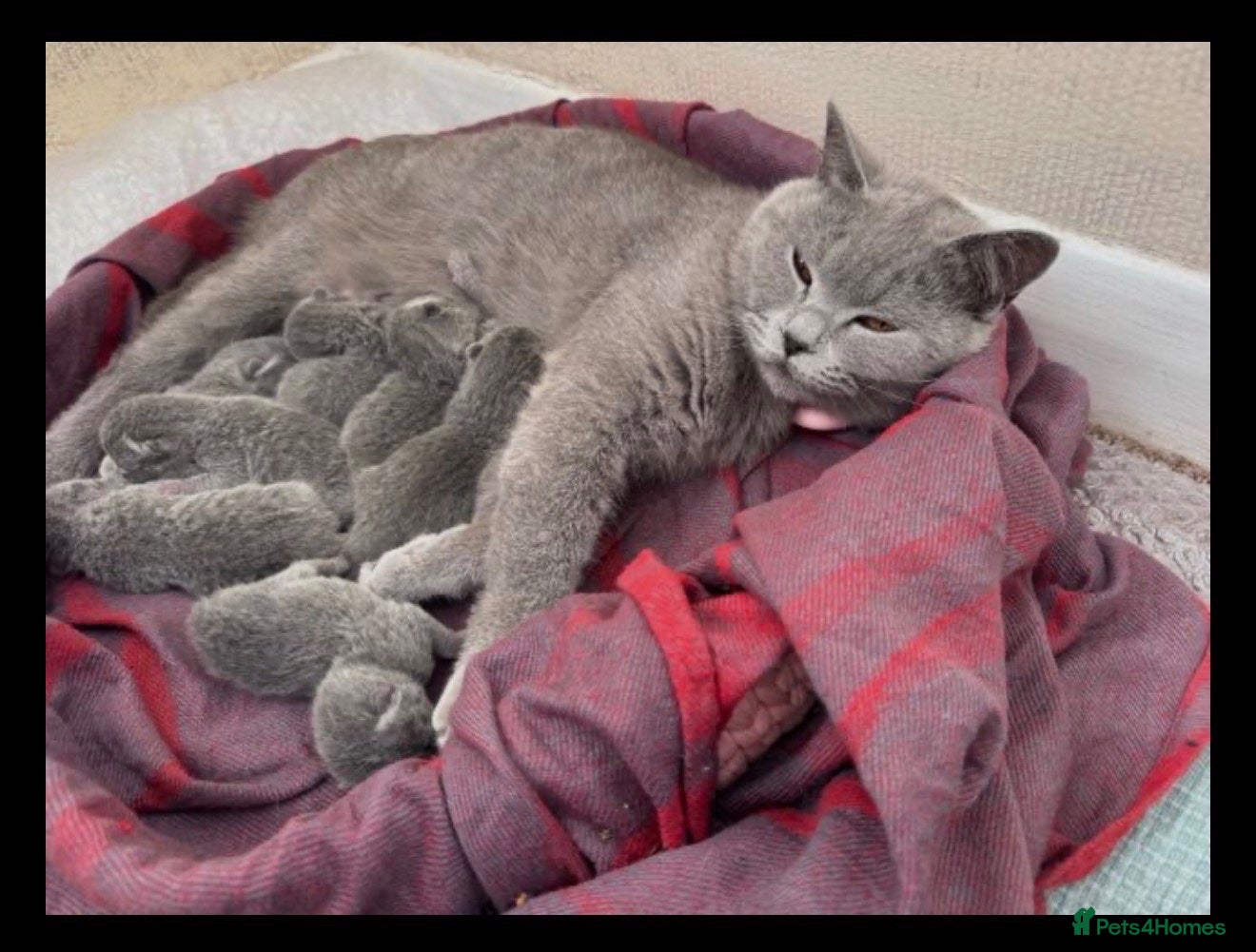 British Shorthair cats British Shorthair Purebred, Healthy & Ready Now - Advert 1