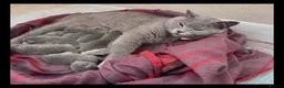 British Shorthair cats for sale: British Shorthair Purebred, Healthy & Ready Now in Harrow - Advert 1