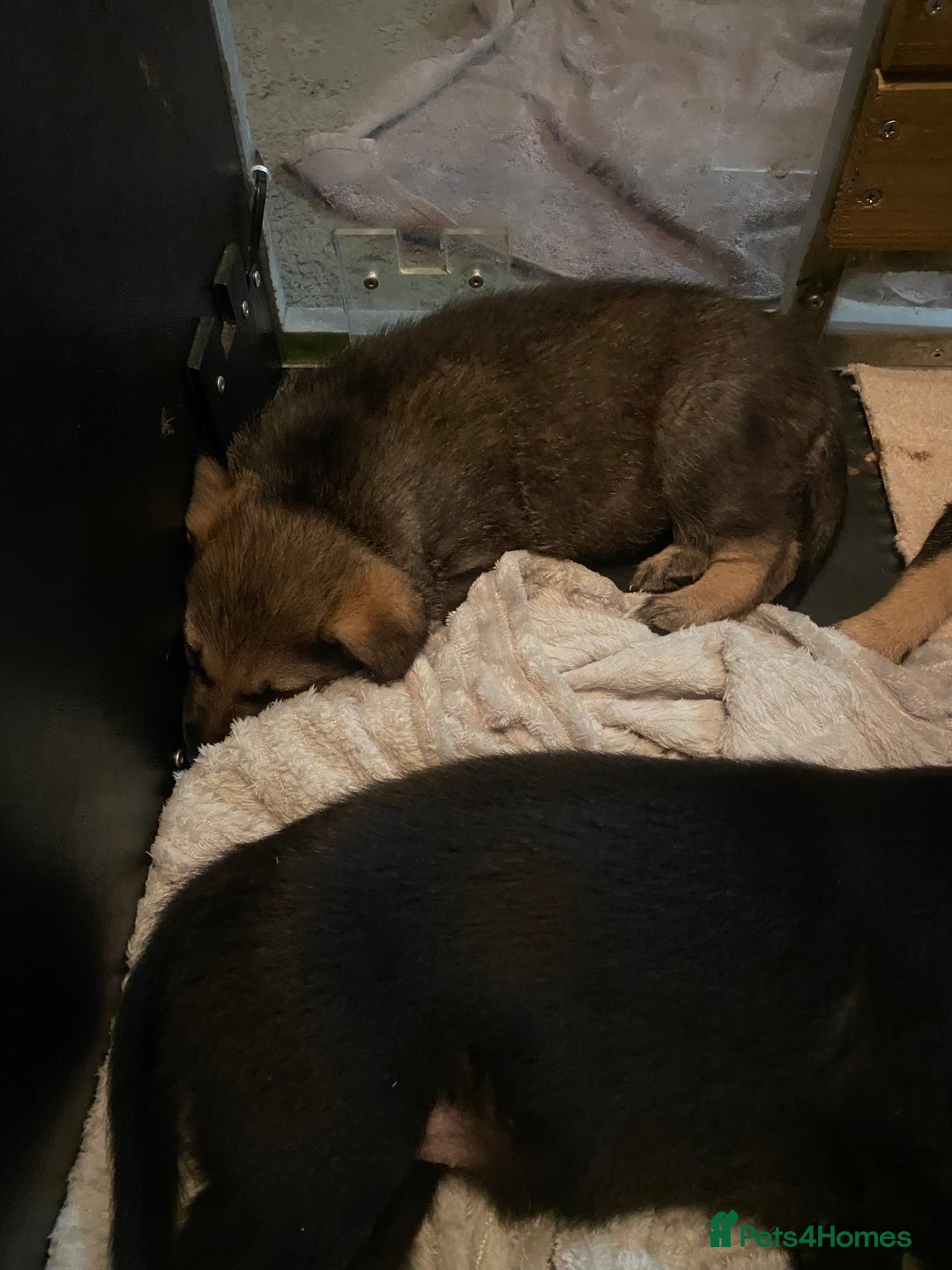 German Shepherd dogs for sale: Outstanding German shepherd pups  - Advert 5
