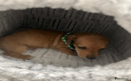 Mixed Breed dogs for sale: Maltese Cross Miniature Dachshund  - Image 9