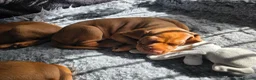 Hungarian Vizsla dogs for sale: Hungarian Vizsla Puppies – Rich Geltwood Heritage - Advert 21