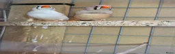 Finches birds for sale: Zebra Finch  - Advert 3