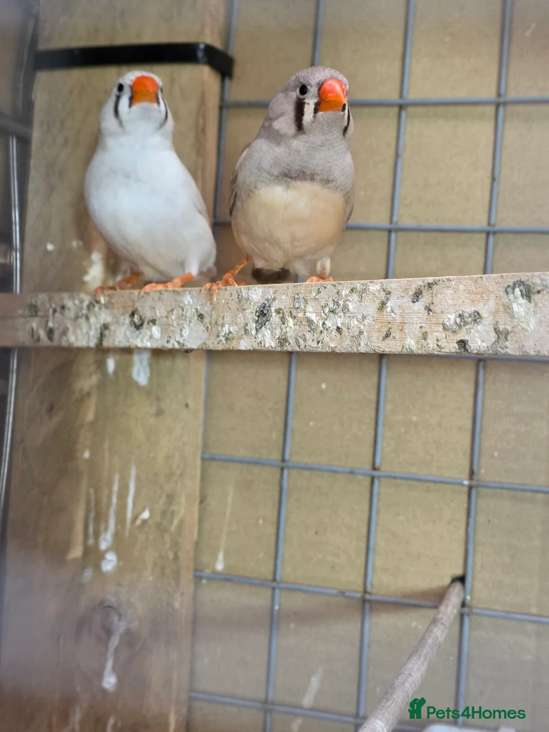 Finches birds for sale: Zebra Finch  - Advert 3