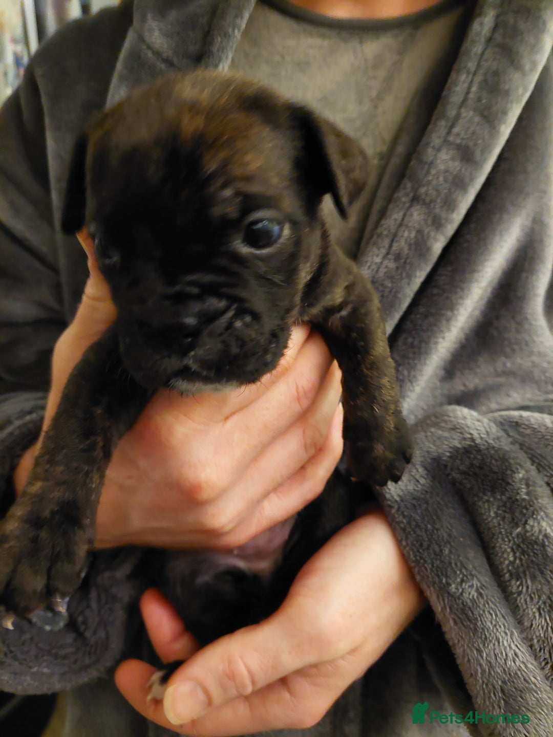 Mixed Breed dogs for sale: Cane Corso cross American bulldog puppy's  - Advert 30