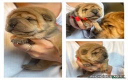Shar Pei dogs for stud: EXPERIENCED LICAC DILUTE STUD **WELL PROVEN** in Wetherby - Image 14