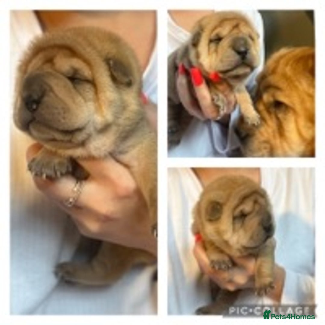 Shar Pei dogs for stud: EXPERIENCED LICAC DILUTE STUD **WELL PROVEN** in Wetherby - Image 14