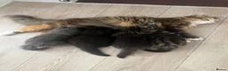 Persian cats for sale: Half Persian Half Long hair Kittens.  - Advert 20