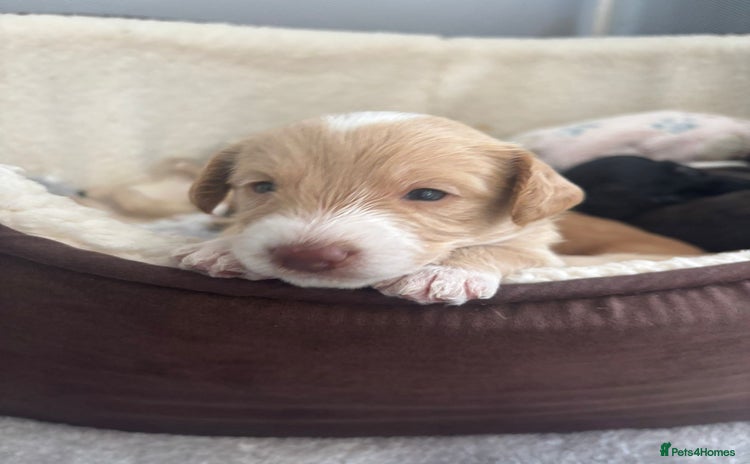 Mixed Breed dogs - Advert 10