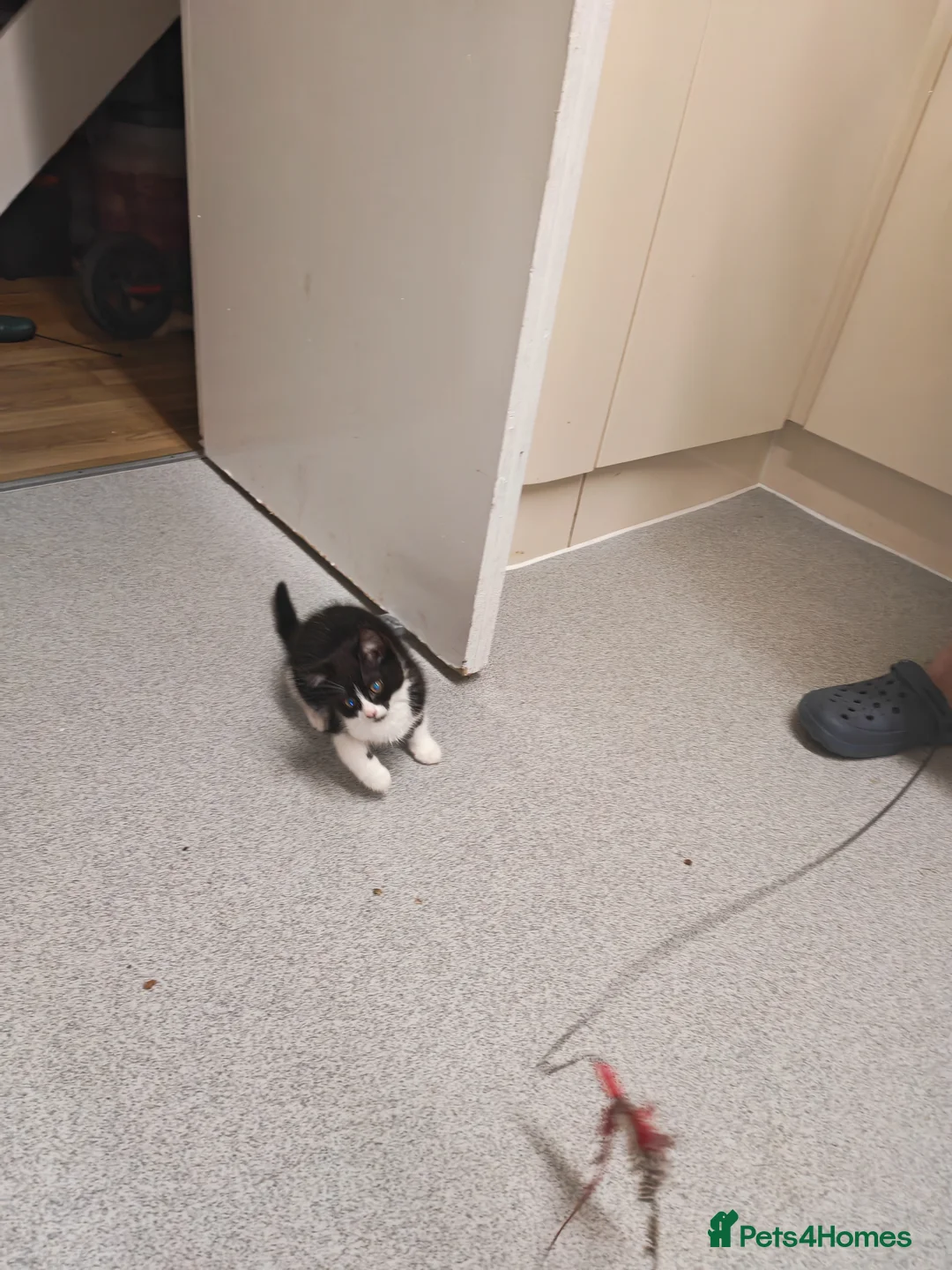 Mixed Breed cats for sale: Beautiful boy for sale  - Advert 1