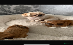 Shih Tzu dogs for sale: Shih tzu pup for sale  - Image 2
