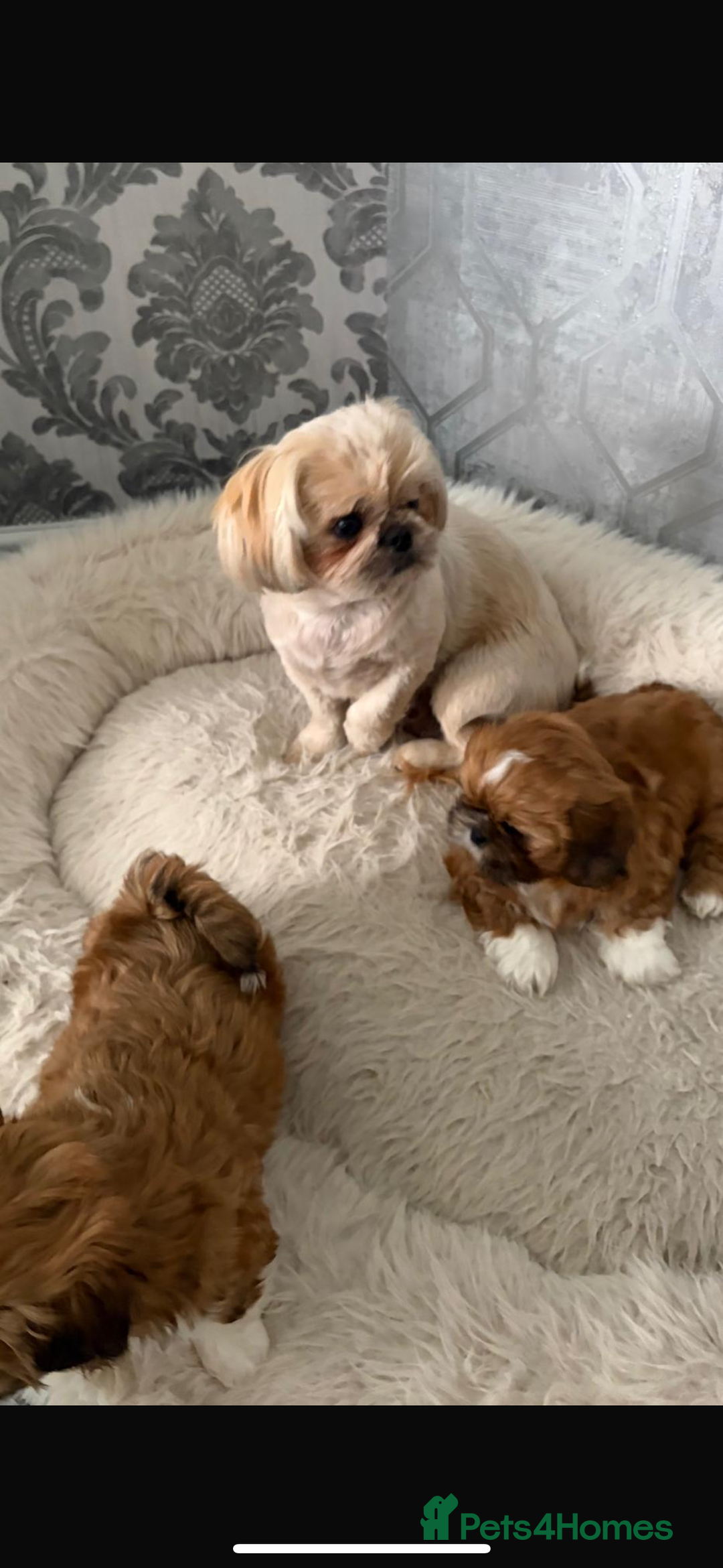 Shih Tzu dogs for sale: Shih tzu pup for sale  - Image 2