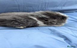 Lionhead rabbits for sale: Double main  lionhead bunnies  - Image 1