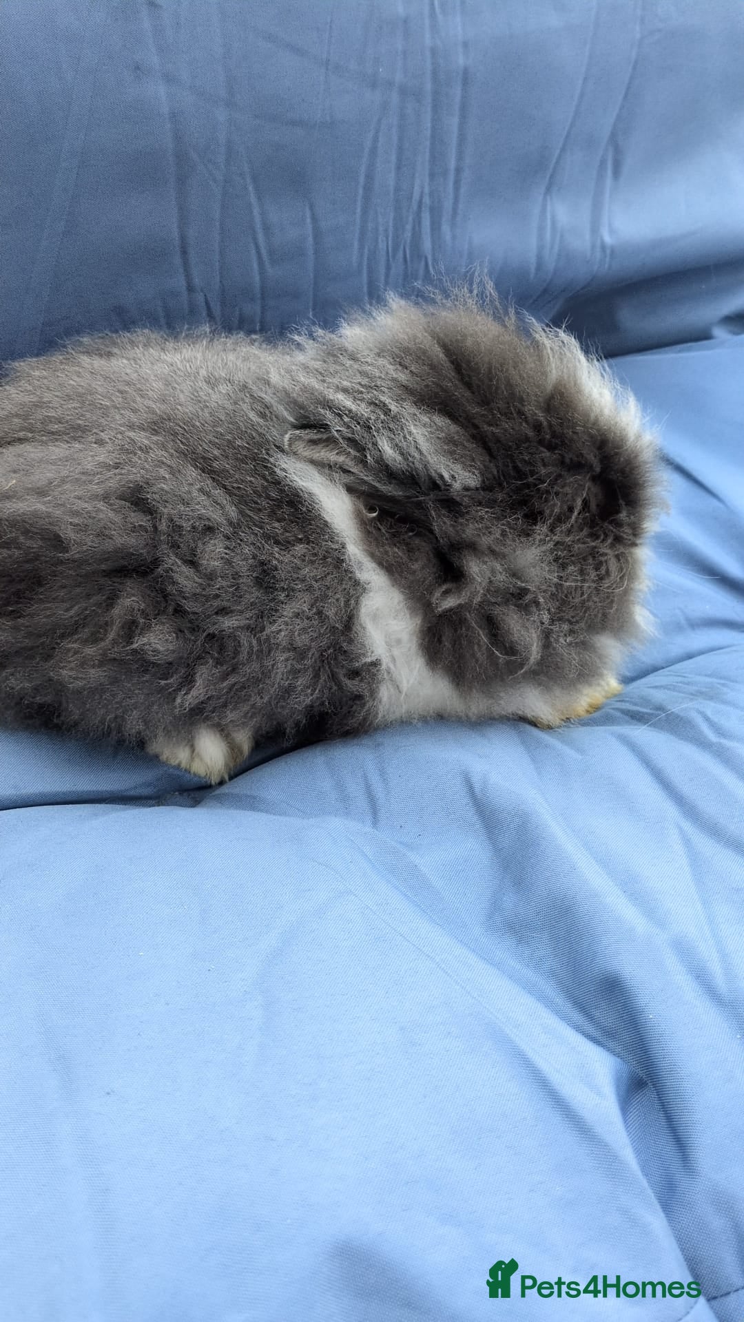 Lionhead rabbits for sale: Double main  lionhead bunnies  - Image 1