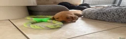 Labrador Retriever dogs for sale: Health Tested IGL Champion Bred Labrador Puppies  - Advert 8