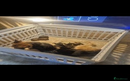 German Shepherd dogs for sale: German shepard pups - Image 17