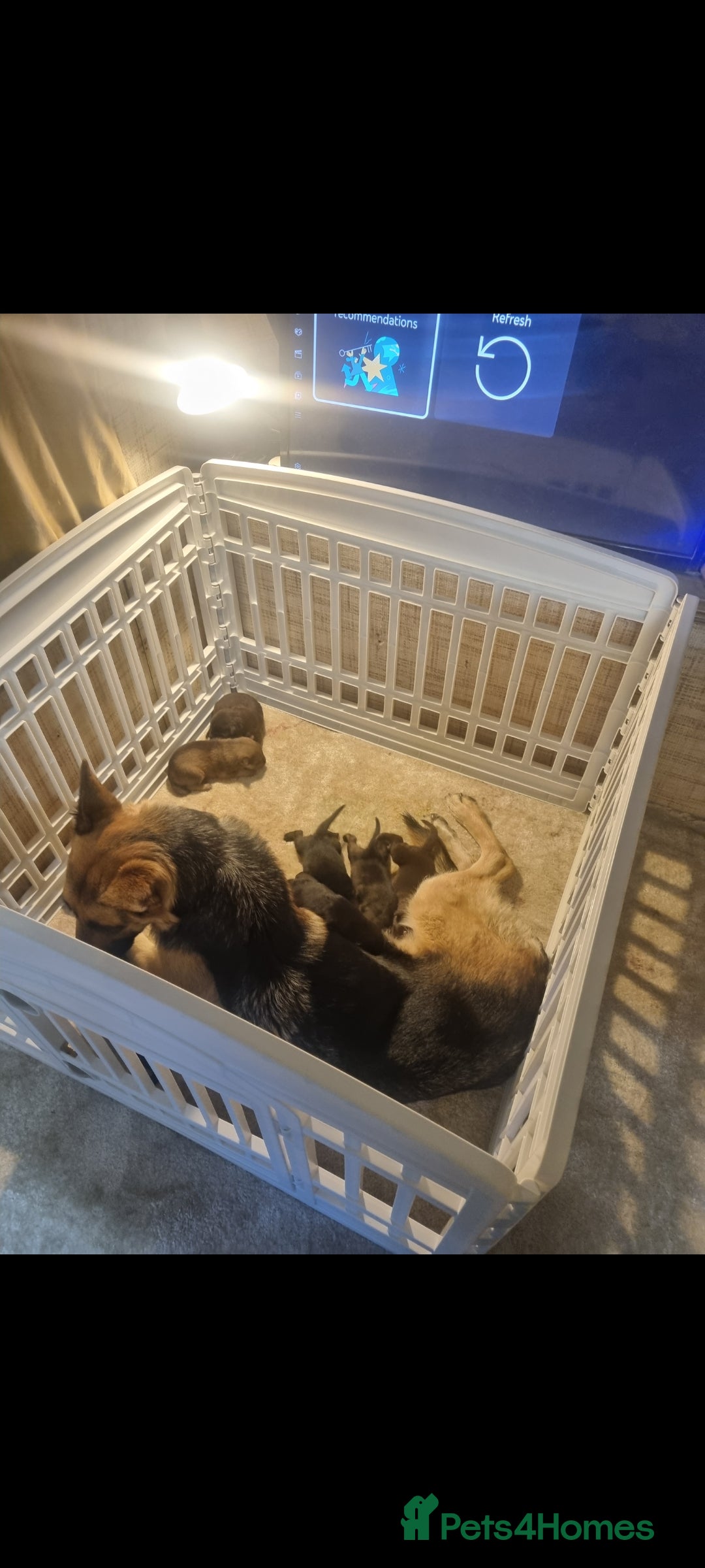 German Shepherd dogs for sale: German shepard pups - Image 17