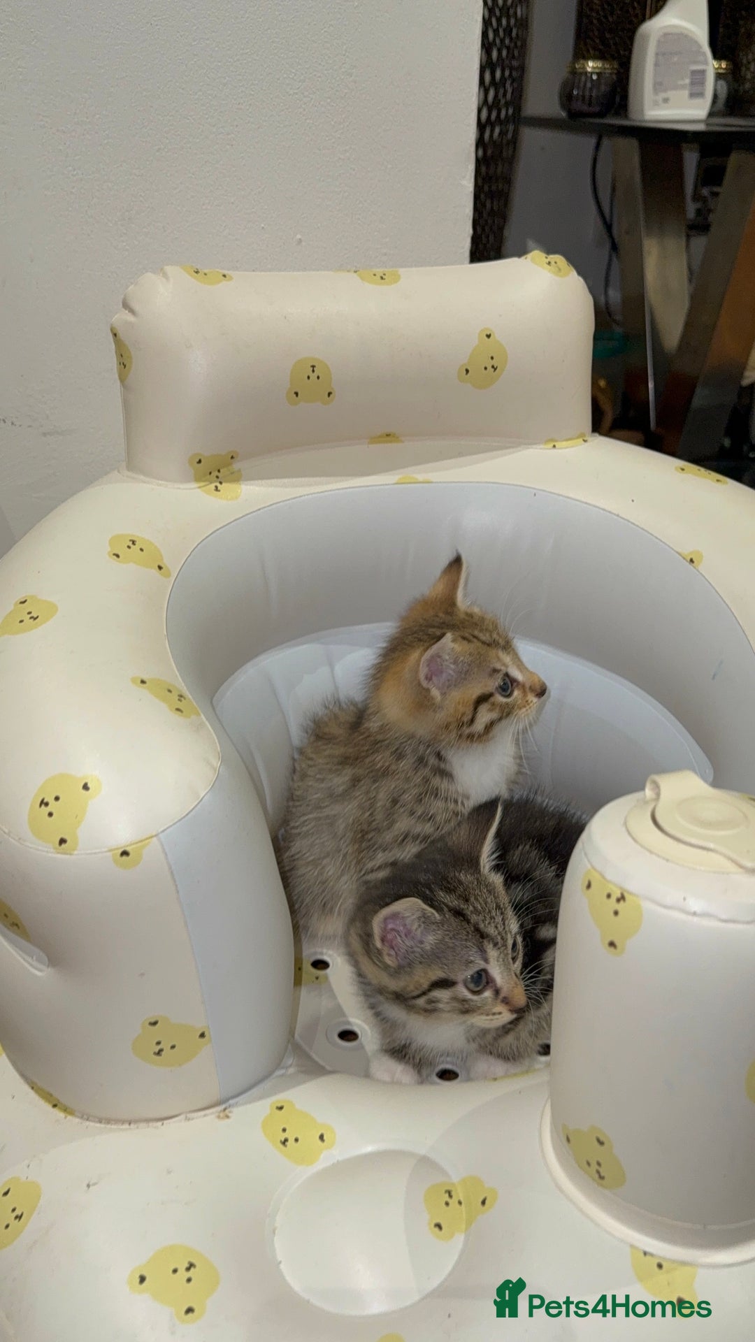 Mixed Breed cats for sale: British Blue Tabby X DSH Kittens For Sale - Image 19