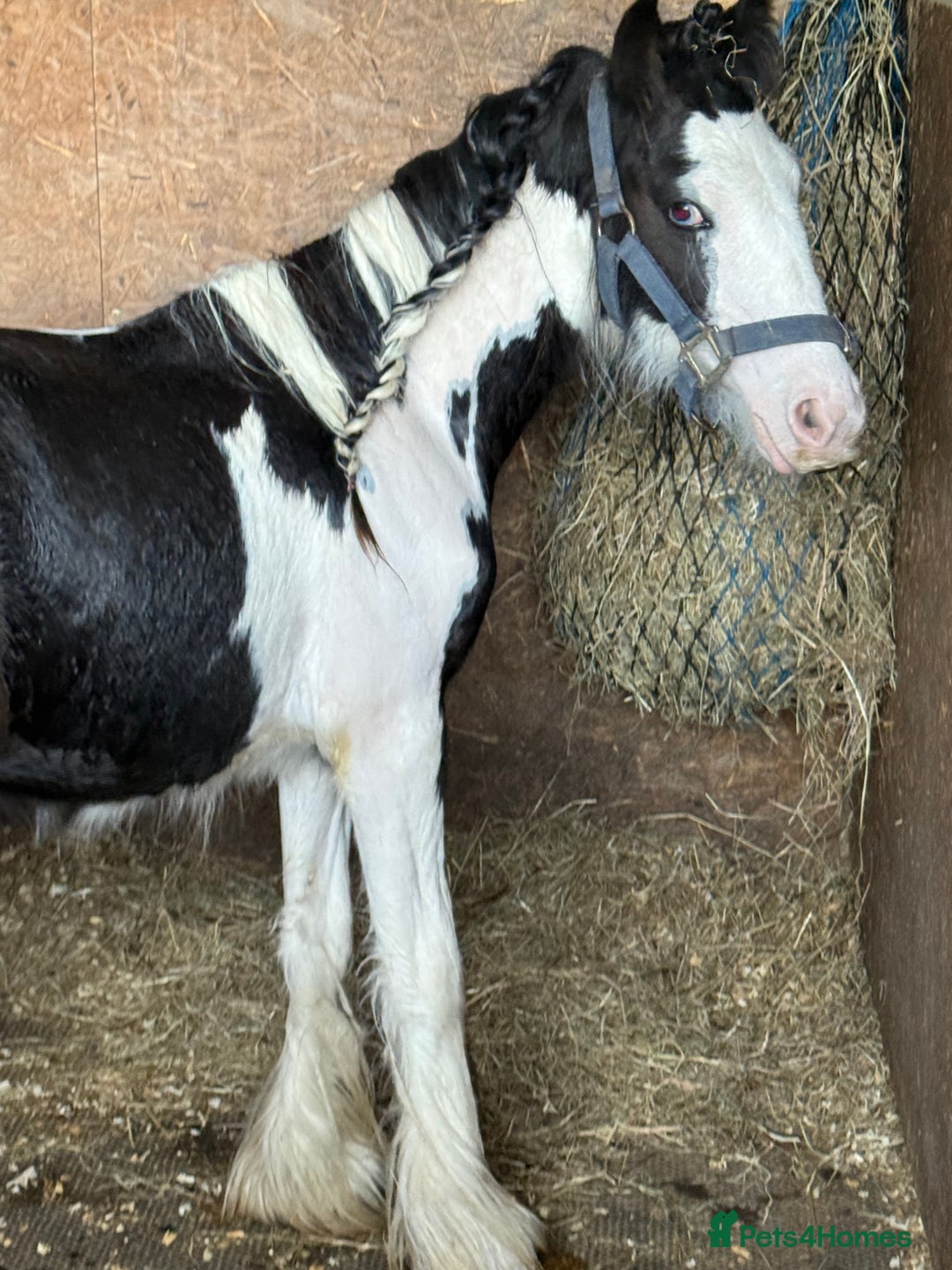 Irish Cob horses for sale: beautiful bingo 😍 - Image 10
