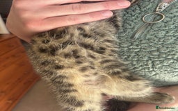 Mixed Breed cats for sale: Maine Coon Cross Kittens  - Image 10