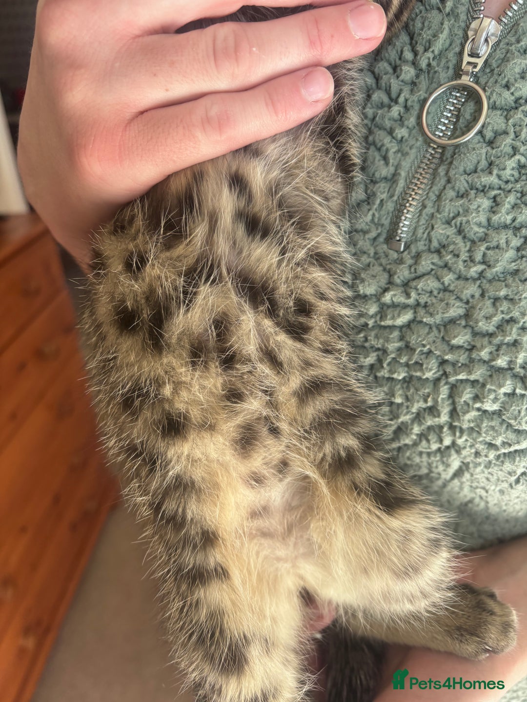 Mixed Breed cats for sale: Maine Coon Cross Kittens  - Image 10