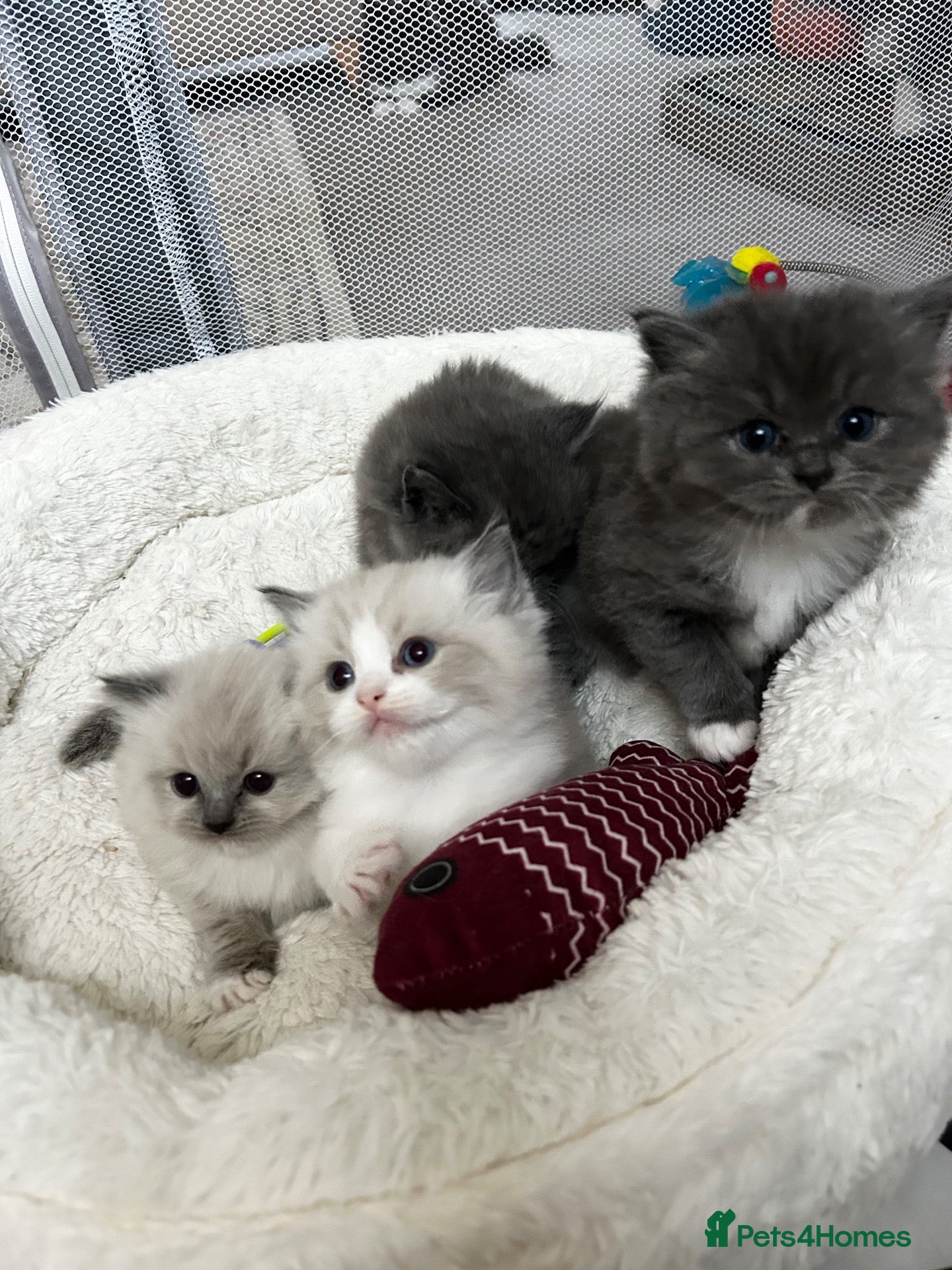 Ragdoll cats Blue & Cream Ragdoll kittens  - Advert 4