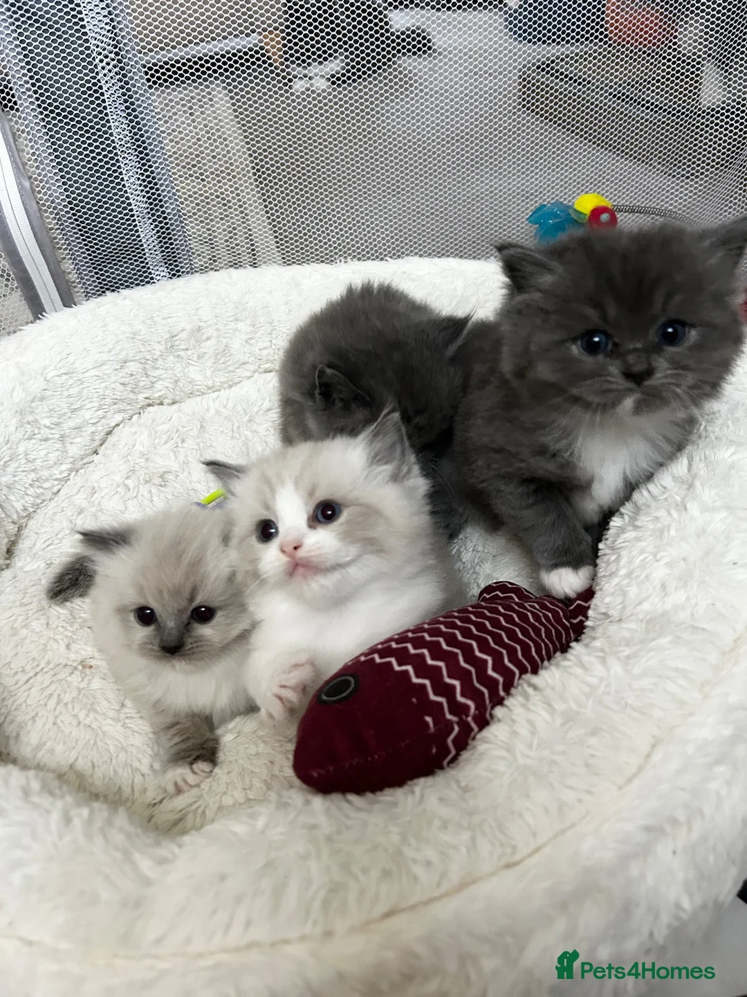 Ragdoll cats for sale: Blue & Cream Ragdoll kittens  - Advert 1