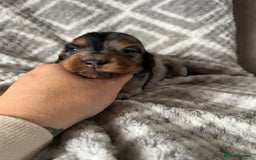 Miniature Dachshund dogs for sale: KC Longhaired Miniature Dachshunds  - Image 31