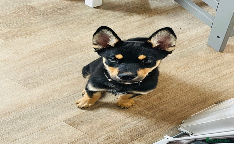 Mixed Breed dogs - Advert 2