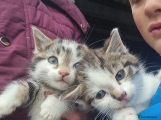 Mixed Breed cats for sale: Purrrfect kittens for sale - Advert 1