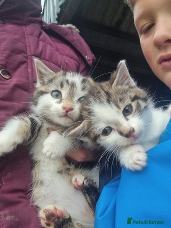 Mixed Breed cats Purrrfect kittens for sale - Advert 10