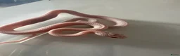Corn Snake reptiles for sale: Baby corn snake  in Hengoed - Advert 3