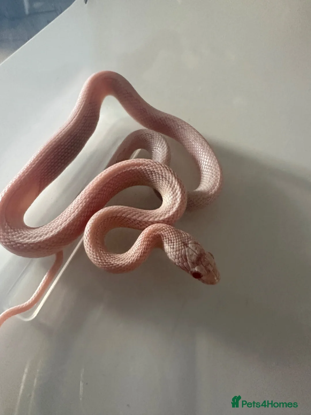Corn Snake reptiles for sale: Baby corn snake  in Hengoed - Advert 3
