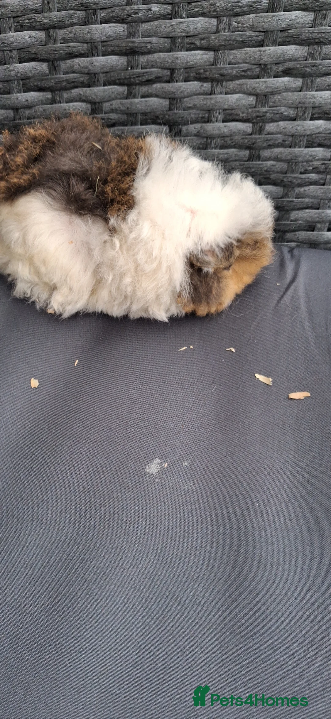 Guinea Pig rodents for sale: Baby boy guinea pigs - Advert 2