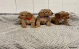 Cockapoo dogs for sale: Beautiful pra clear cockapoo puppy’s  - Image 11