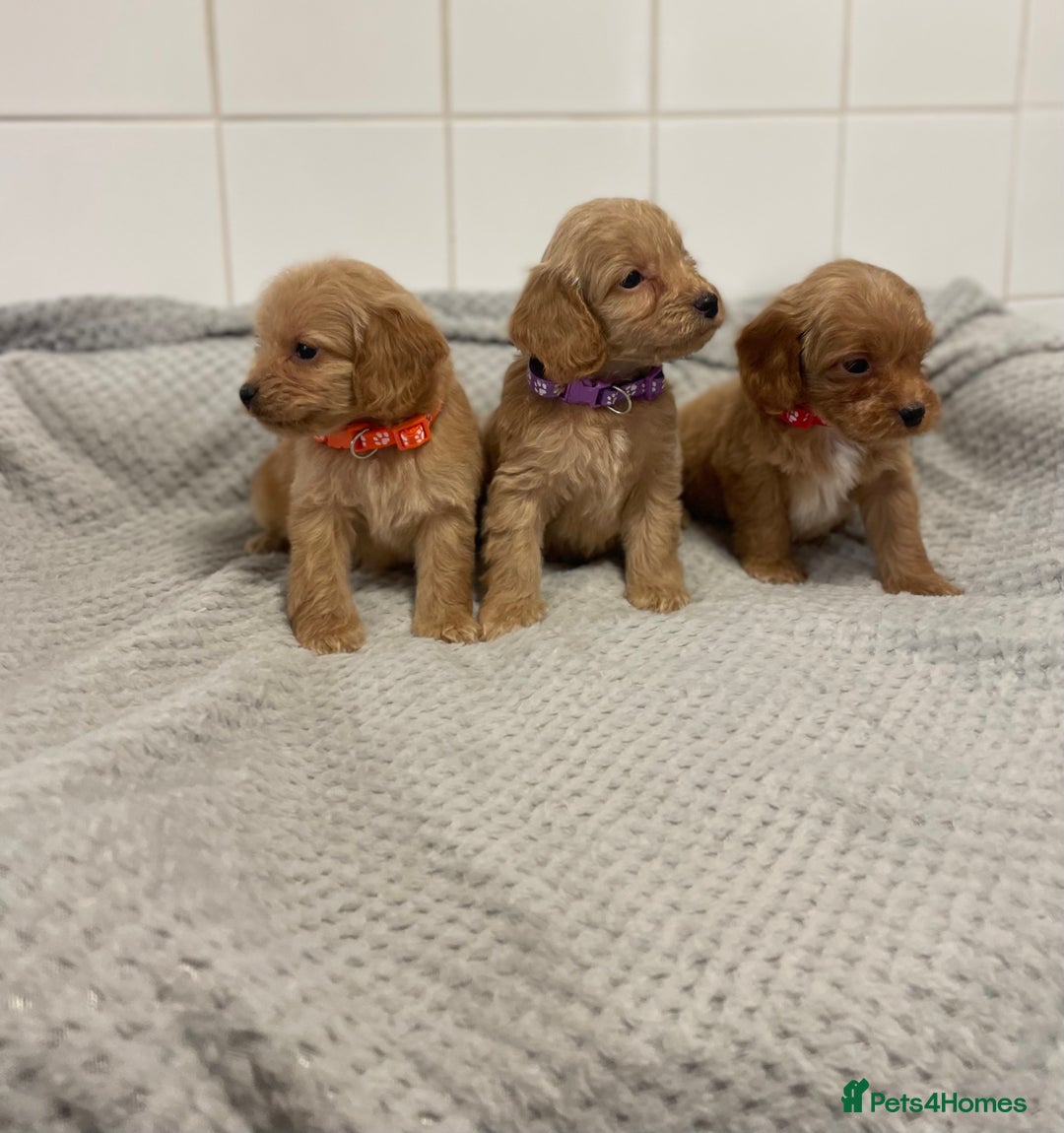 Cockapoo dogs for sale: Beautiful pra clear cockapoo puppy’s  - Image 11