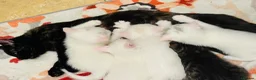 Mixed Breed cats for sale: 5 Beautiful Kittens Looking for Loving Homes - Advert 1