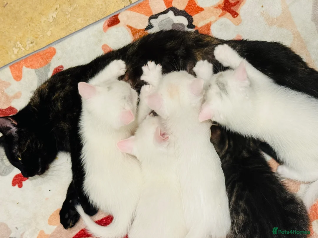 Mixed Breed cats for sale: 5 Beautiful Kittens Looking for Loving Homes - Advert 1