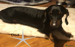 Dachshund dogs for sale:  Only one girl left 💕SOLD  - Image 18
