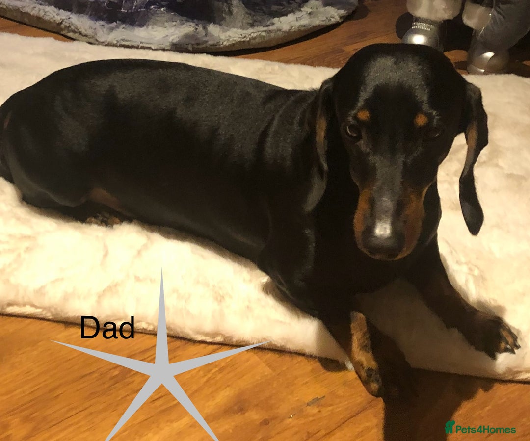 Dachshund dogs for sale:  Only one girl left 💕SOLD  - Image 18