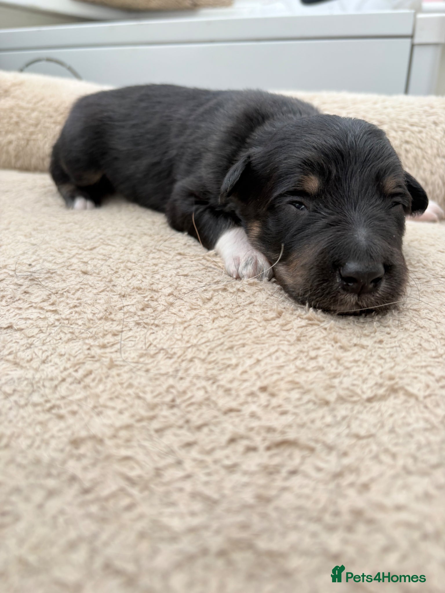 Mixed Breed dogs Beautiful Collie x Kelpie puppies available! - Advert 8