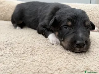 Mixed Breed dogs Beautiful Collie x Kelpie puppies available! - Advert 8