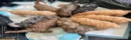Double Doodle dogs for sale: Ultimate Double Doodles - lovely temperaments - Advert 15