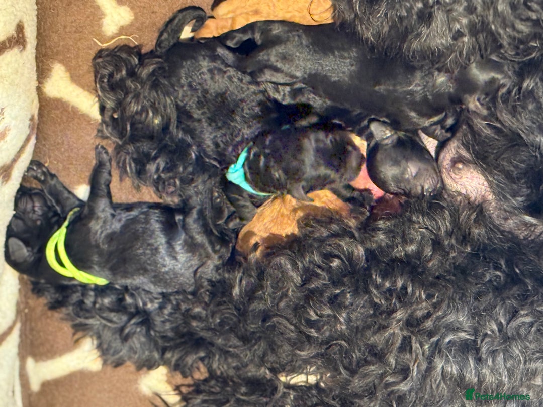 Mixed Breed dogs for sale: Cockapoo's - Image 4