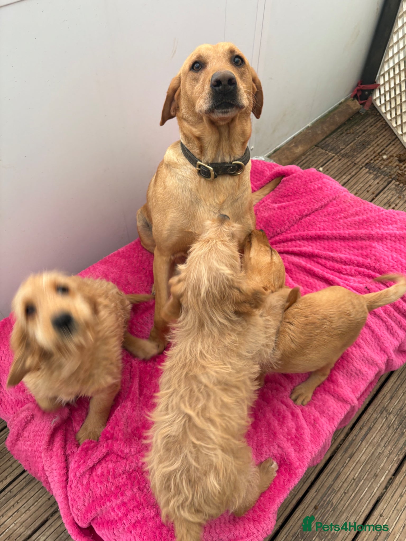 Labradoodle dogs Beautiful Labradoodle Puppies  - Advert 1